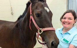 Large animal care